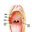 過敏性咽炎症狀