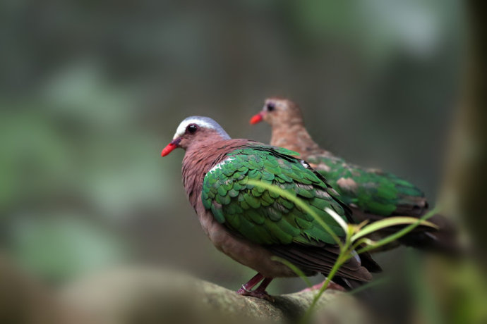 綠背金鳩台灣亞種