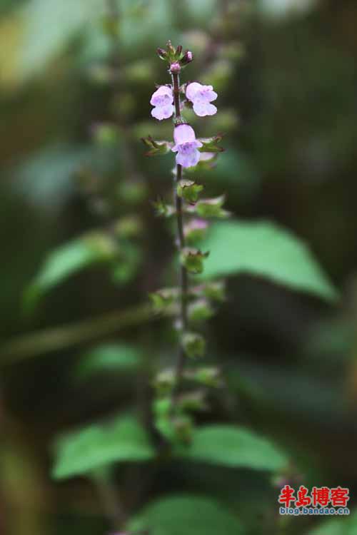 小花輪鐘草