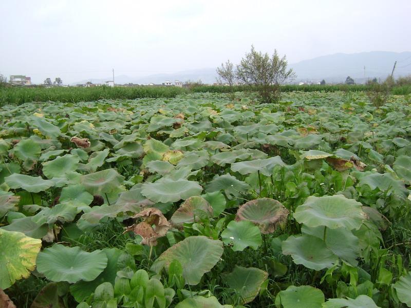 小板橋自然村