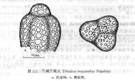 三刺三畦蟲