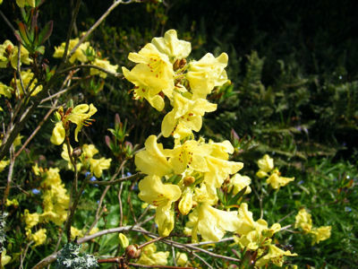 蜜花彎月杜鵑（變種）