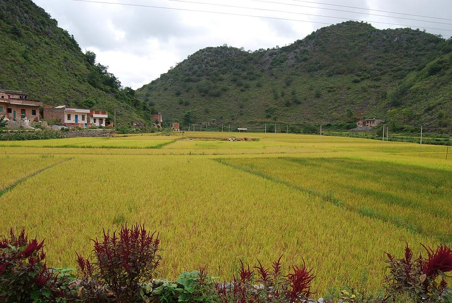 八寶村八寶貢米