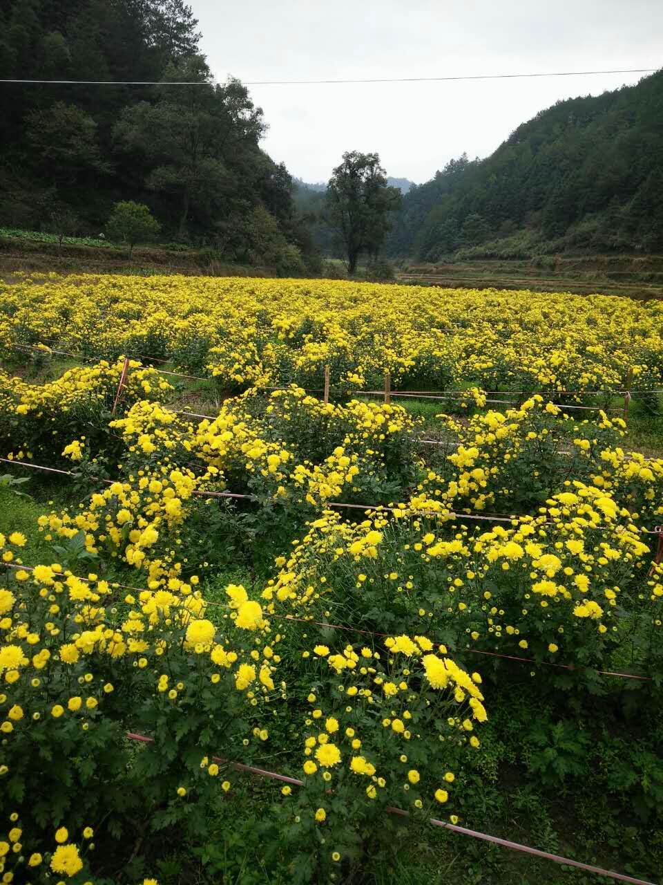 新婺皇菊