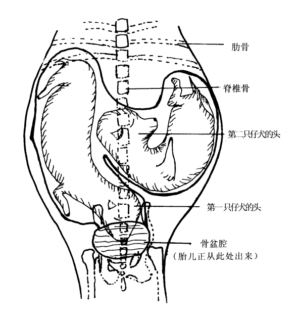 博美犬(波美拉尼亞犬)