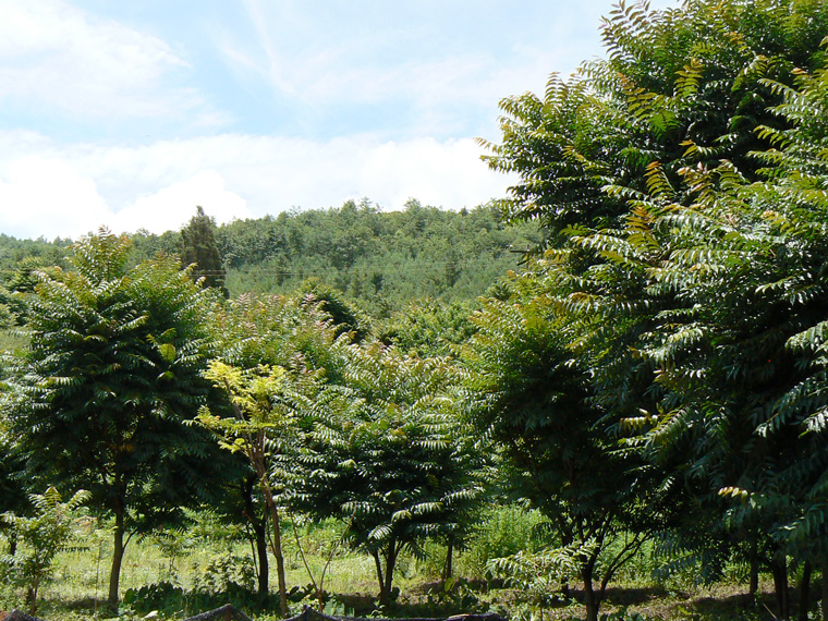 茨塘子村