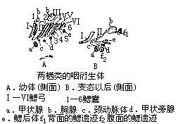 咽衍生體