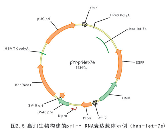 微小RNA