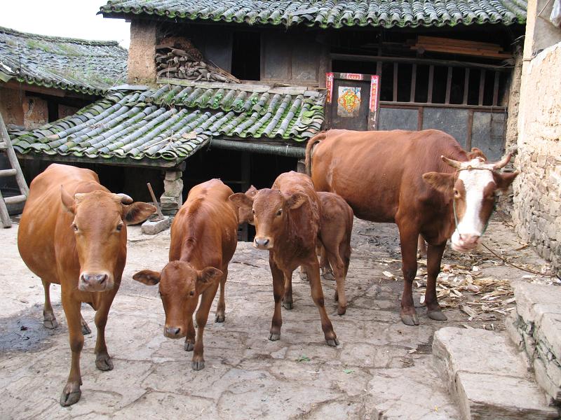 瓦車村特色產業－肉牛