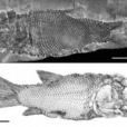 真骨魚類（化石）