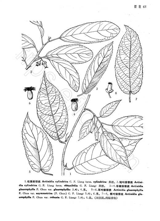 耳葉獼猴桃