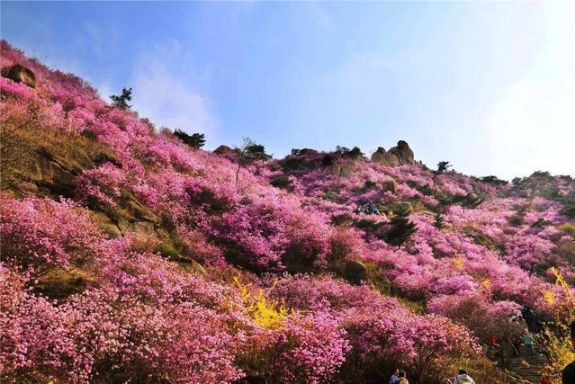 迎紅杜鵑黃島小珠山群體40家系