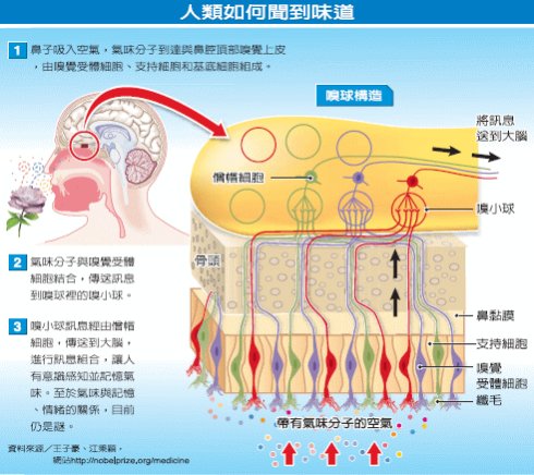 人類如何聞到氣味