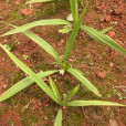 白仙茅(川續斷目川續斷科植物)