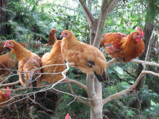 芭蕉溪土雞