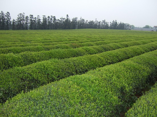 常山銀毫種植園