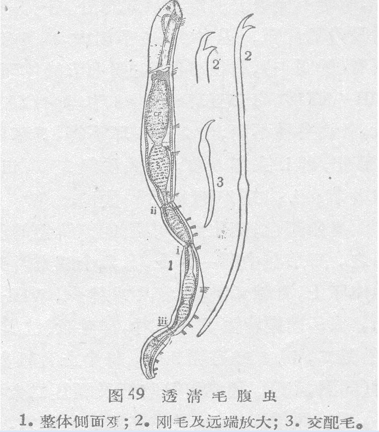 透清毛腹蟲