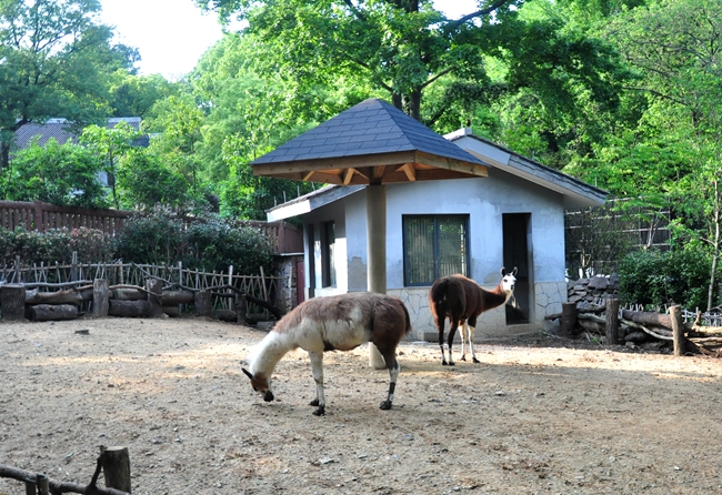 羊駝館