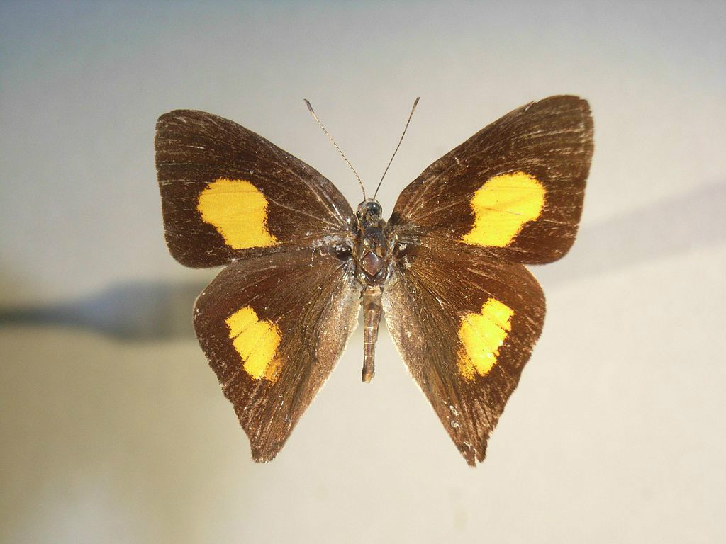 Eucelasia thucyides