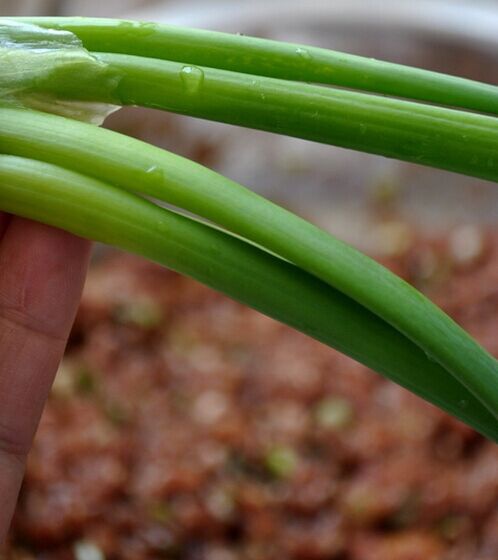 芸豆大肉包子