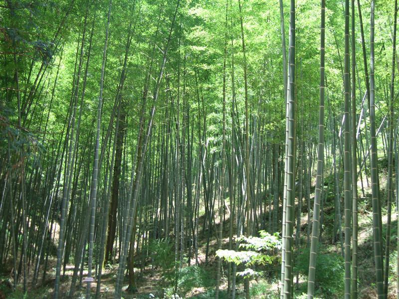 竹海森林公園(蕉嶺縣竹海森林公園)