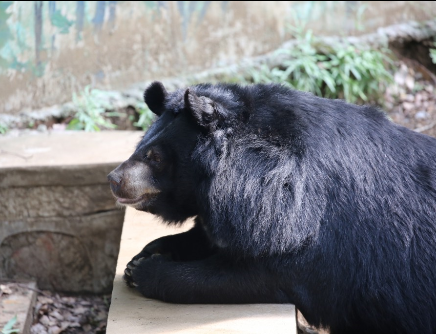 南京紅山森林動物園(南京市紅山森林動物園)