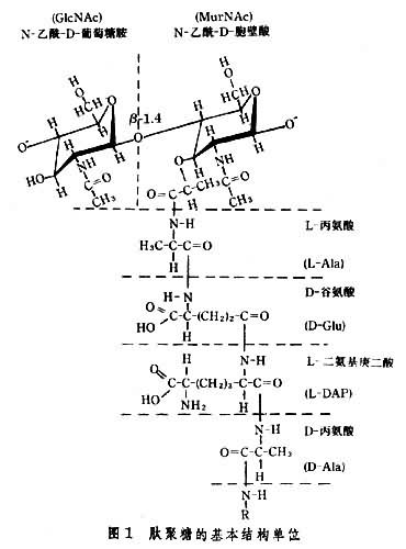 肽聚糖