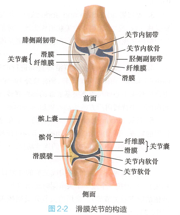 關節囊纖維膜