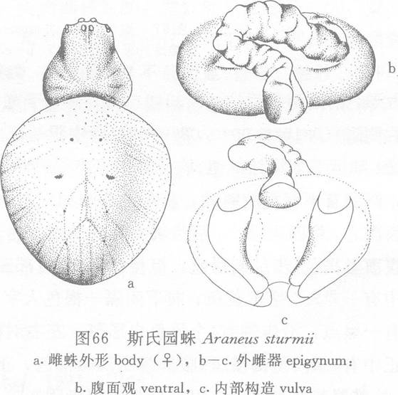 斯氏園蛛