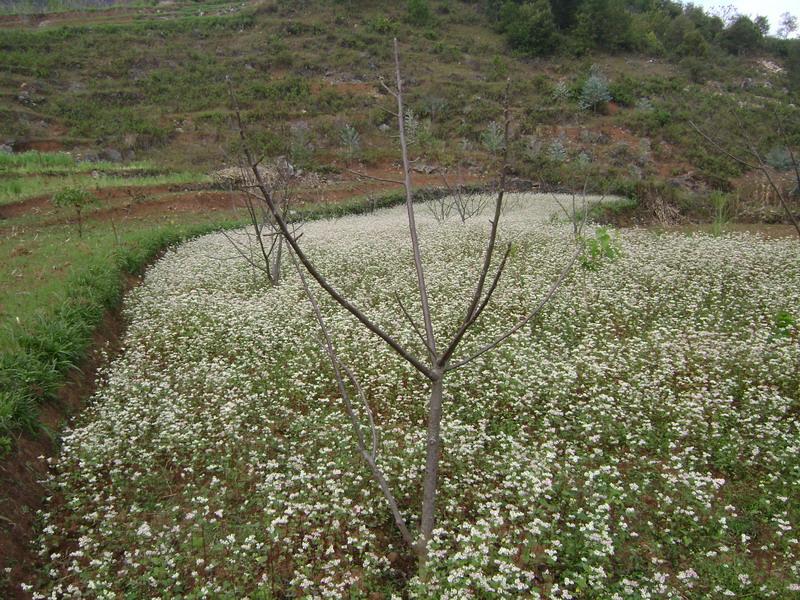 泡核產業