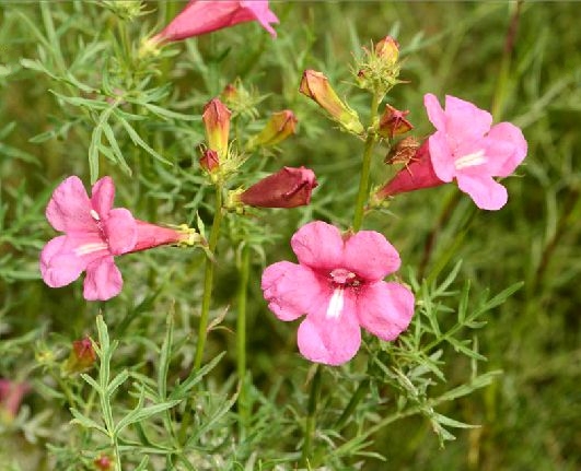 角蒿(被子植物門雙子葉植物綱植物)