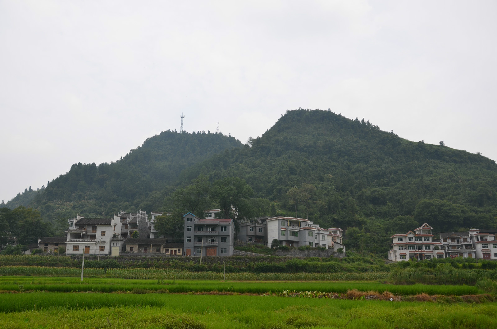 東子山村漆樹