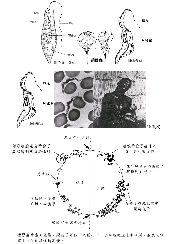 原生動物