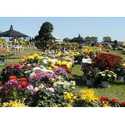 百花園(喀納斯百花園)