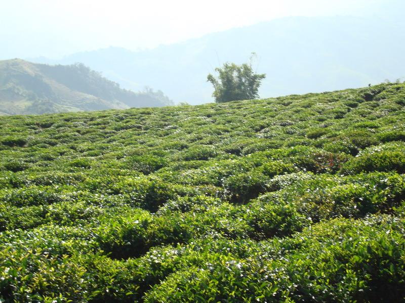 茶葉生產基地