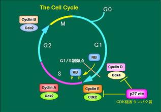 細胞生物學