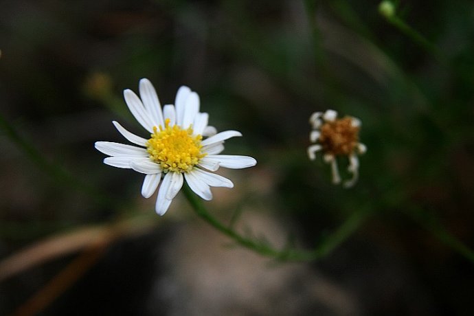 大花狗娃花