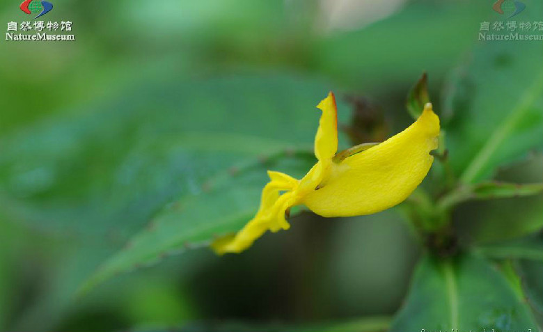 小距鳳仙花