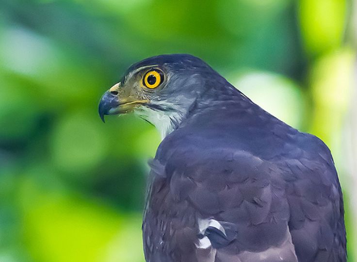 鳳頭鷹印度亞種