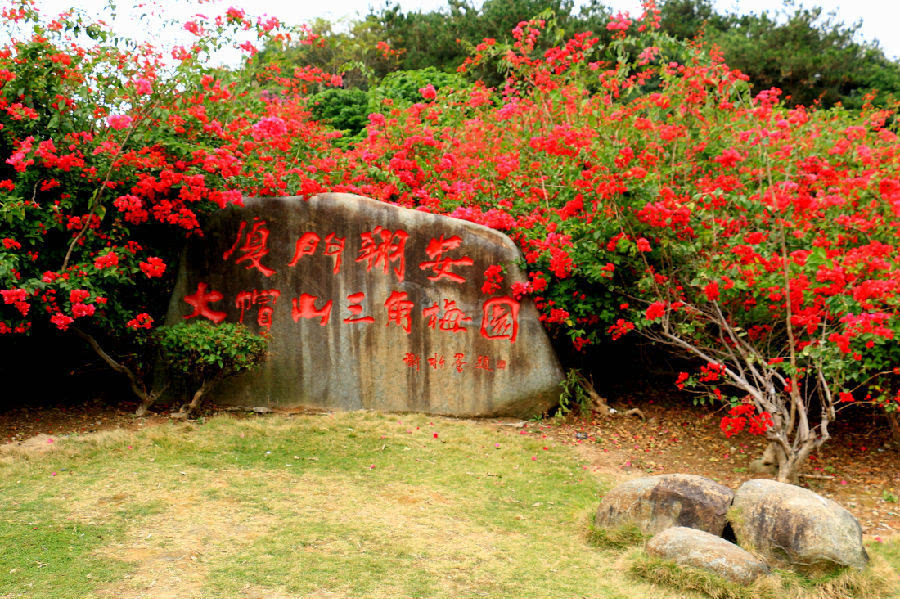 大帽山三角梅園