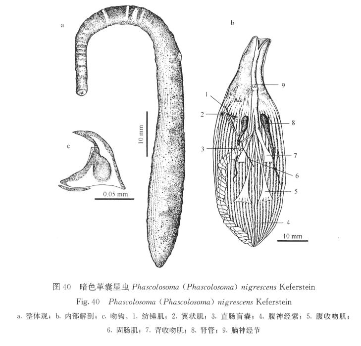 暗色革囊星蟲