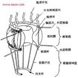 核孔複合體