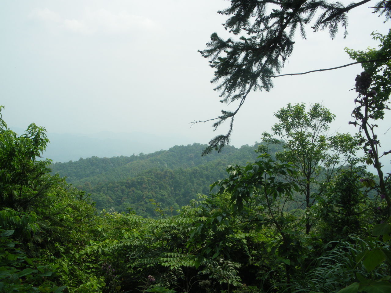 歷居山楊梅生產基地