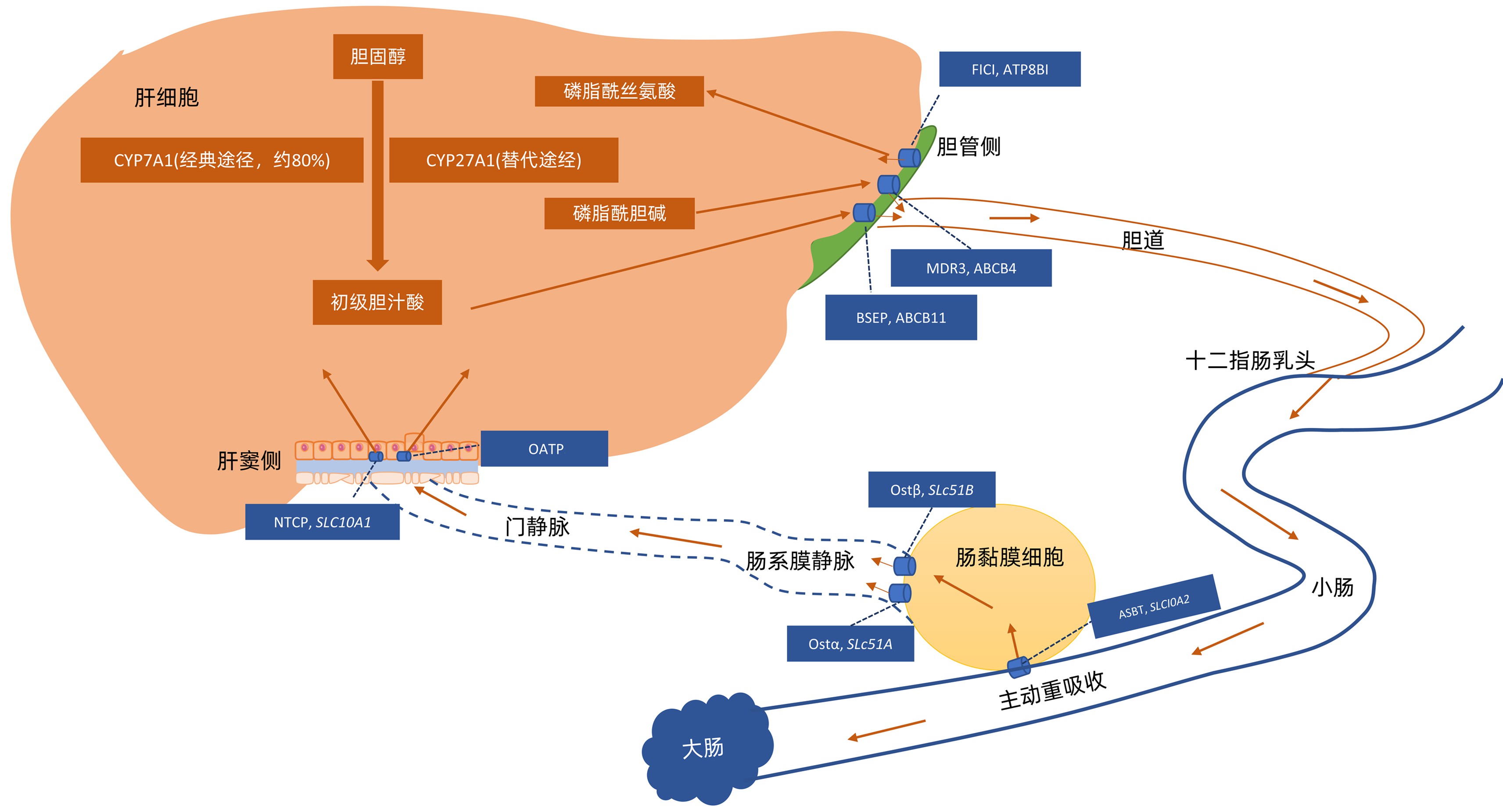 有機陰離子轉運多肽