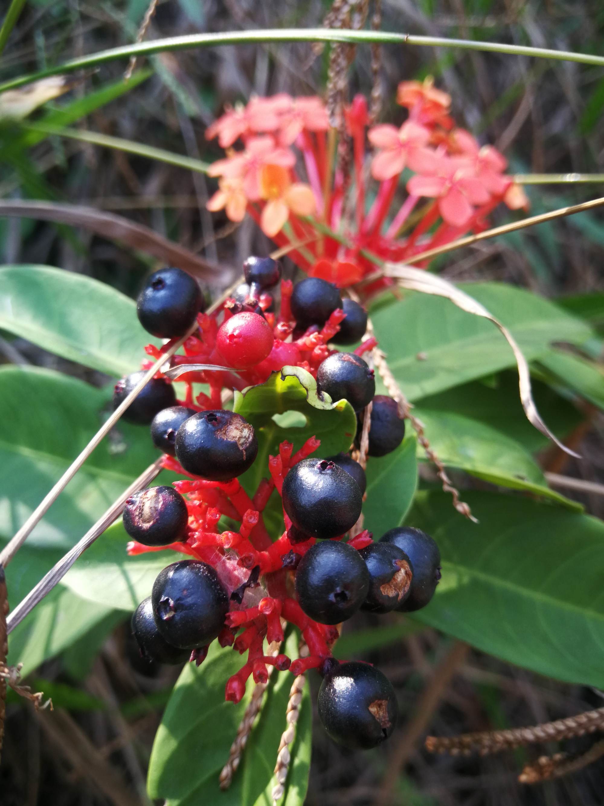 龍船花(賣子木)