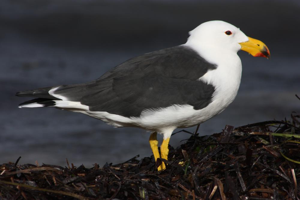 太平洋鷗（Larus pacificus）