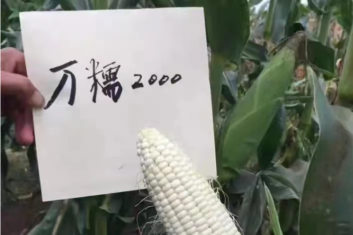 萬糯2000(禾本科玉蜀黍屬植物)