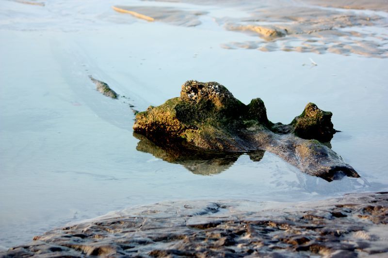 深滬灣海底古森林遺蹟