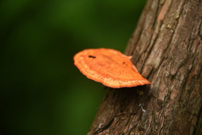 朱紅栓菌(紅栓菌)