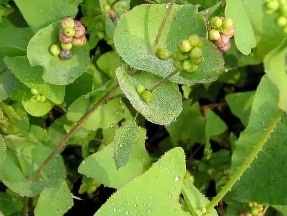 刺犁頭